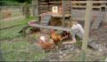 dr dolittle 3-avi_411.jpg